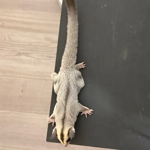 Sugar Glider [Male / Born May 17, 2026 / Platinum] Healthy CB-Bred Individual - Image 4