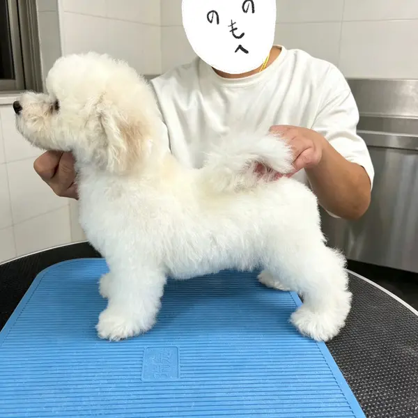 優良血統ビションフリーゼ男の子、骨格バランス抜群 - 画像5