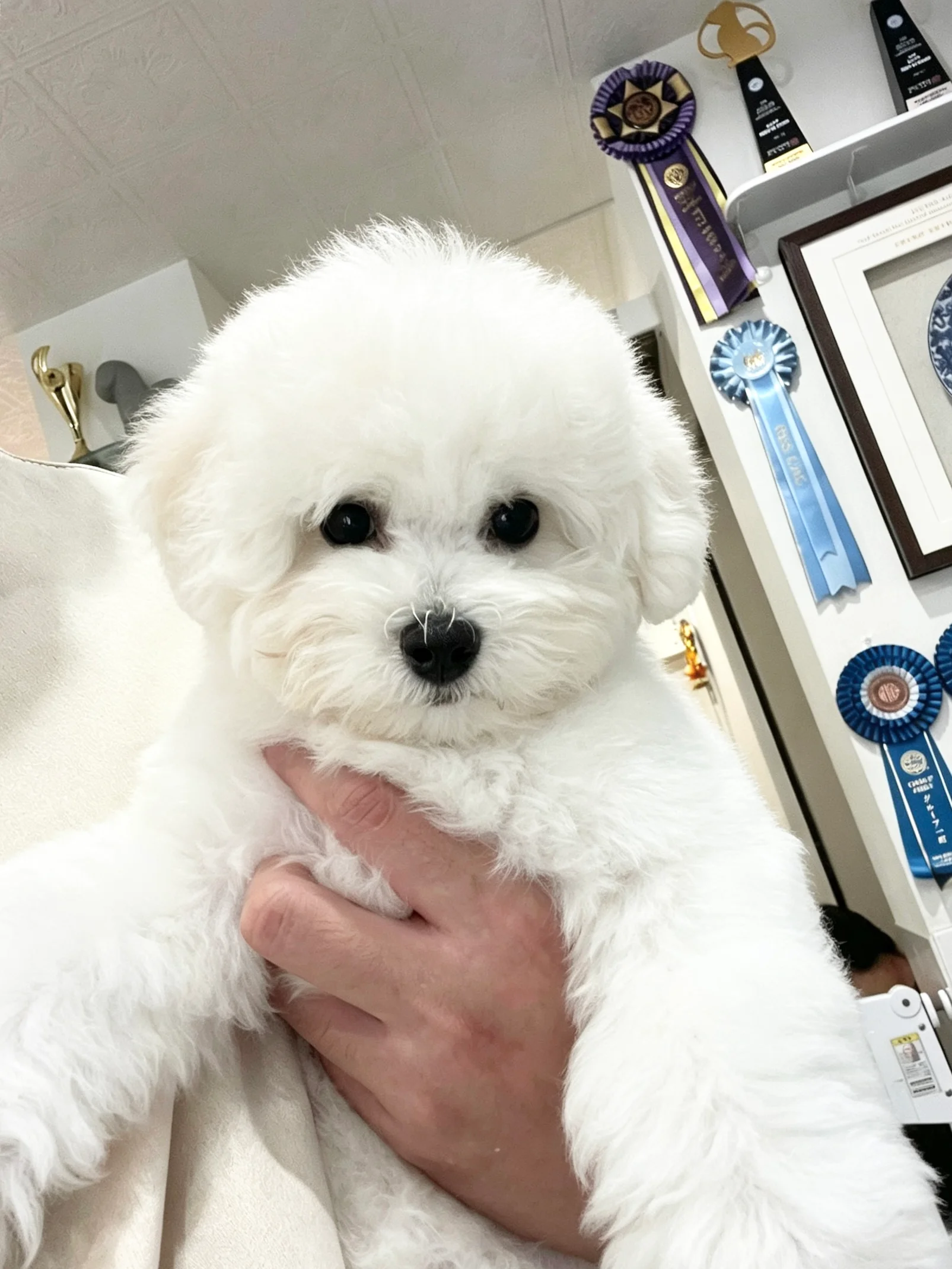 BreederDirect | A breeder direct sales platform for live animals