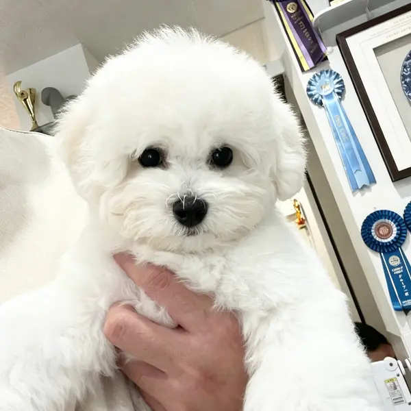 Luxurious Pedigree!!! A female puppy born from a sire with multiple international championship titles and a dam with dual Japan-China championship titles. Rich coat and solid bone structure, with the potential to compete in dog shows. - Dogs direct from breeder | 姚幸運 Breeder