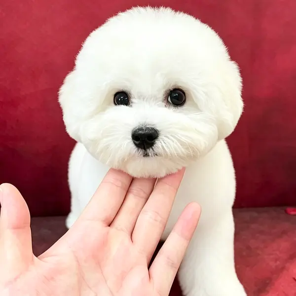 豪華血統！！！海外複数国チャンピオン種公犬と日中2か国チャンピオン種母犬より生まれた男の子の子犬です。 毛量豊か骨格がしっかり、ショーに挑戦することも可能な素質があります - 画像7