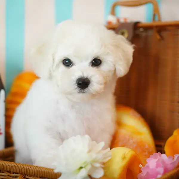 優良血統ビションフリーゼ男の子、骨格バランス抜群 - 犬のブリーダー直販 | 姚幸運ブリーダー