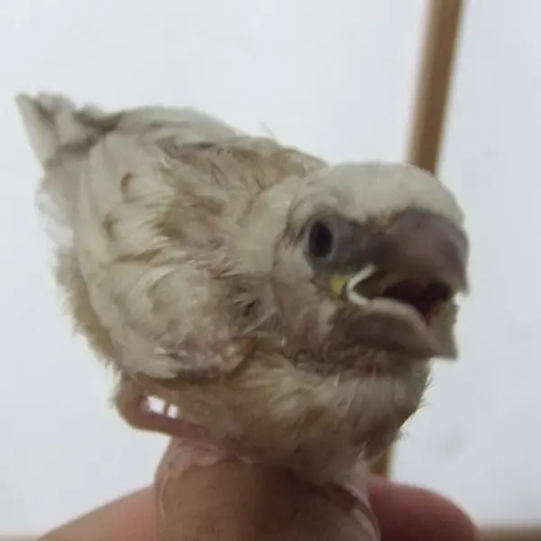 手乗り　十姉妹パール　両親はベルギーより - 鳥のブリーダー直販 | 栗原広ブリーダー