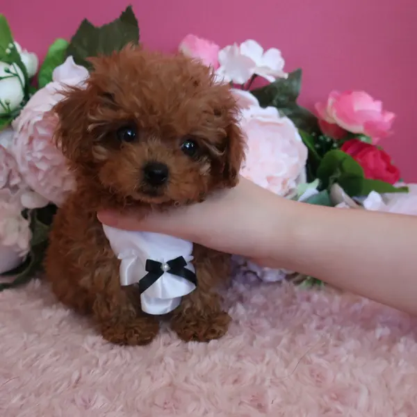 Teacup Poodle – Born June 19 – Red female - Dogs direct from breeder | 中村美美 Breeder