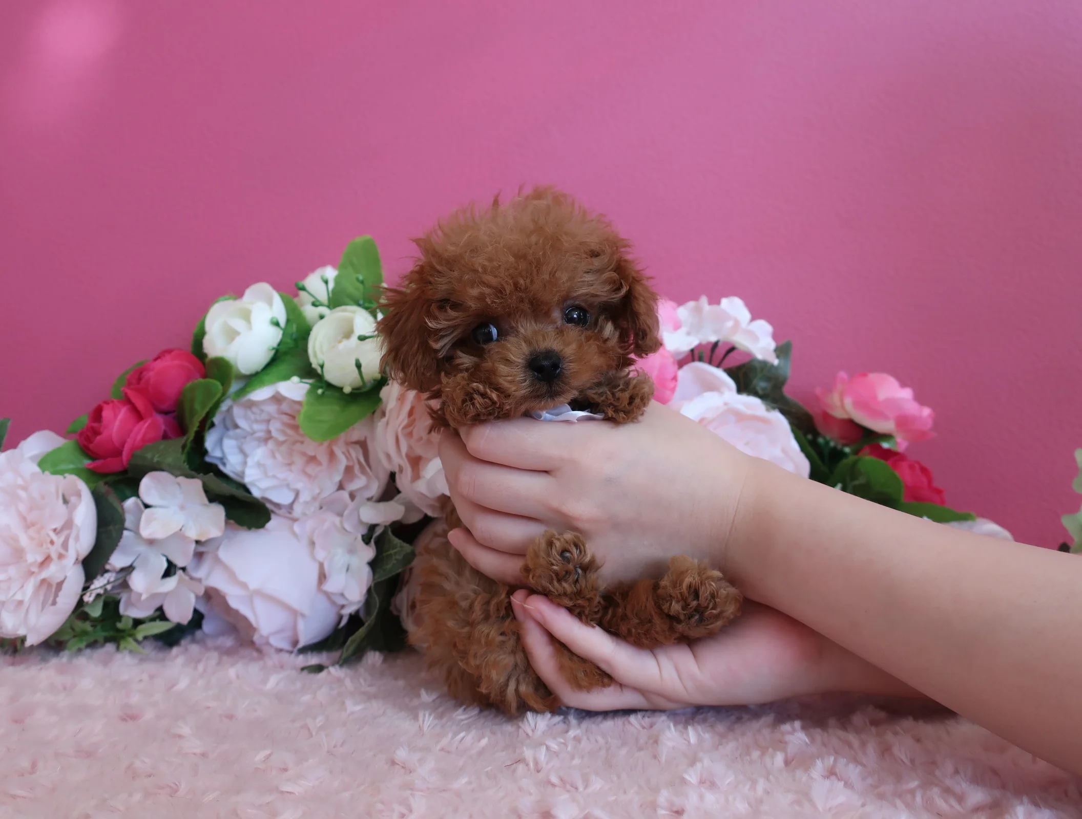 Teacup Poodle – Born June 19 – Red female – Toy Poodle puppy