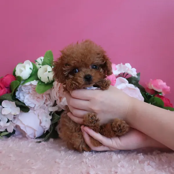 Teacup Poodle – Born June 19 – Red female - Image 5