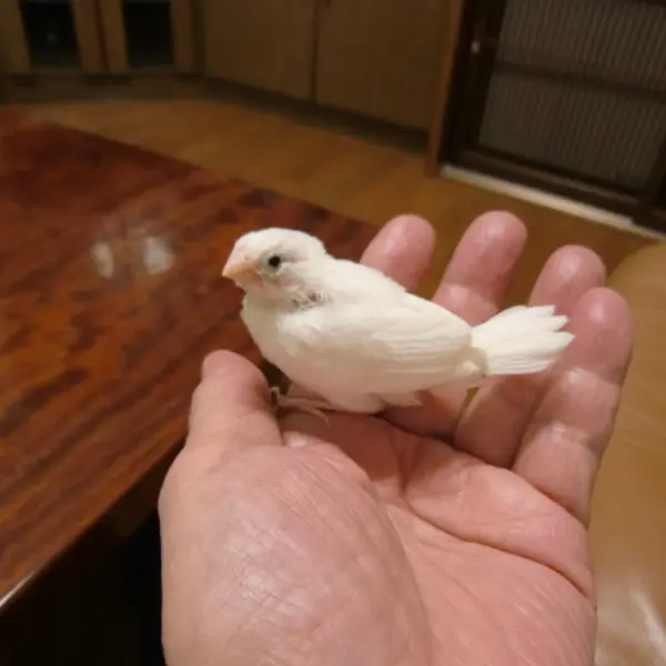 手乗り白十姉妹丸頭 - 鳥のブリーダー直販 | 大島守ブリーダー