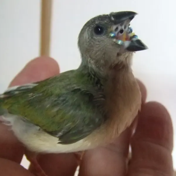 可愛いぃ　手乗りコキンチョウ　ヒナ - 鳥のブリーダー直販 | 栗原広ブリーダー