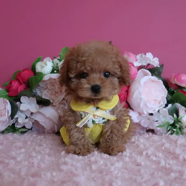 6月19日生的杏色女孩，成犬时预计为小茶杯犬。 - 图片3