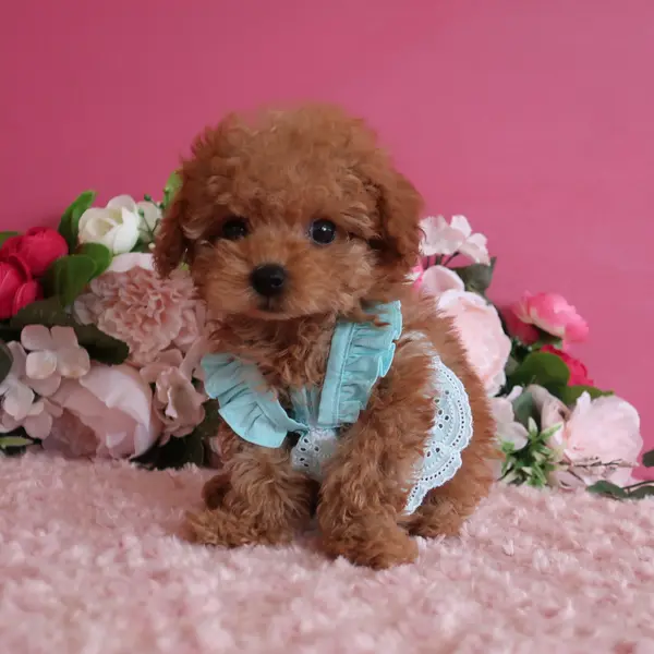 6月19日生的杏色女孩，成犬时预计为小茶杯犬。 - 图片2