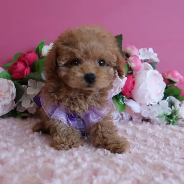 6月19日生的杏色女孩，成犬时预计为小茶杯犬。 - 图片4