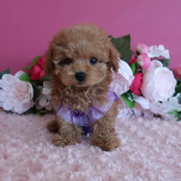 6月19日生的杏色女孩，成犬时预计为小茶杯犬。 - 图片5