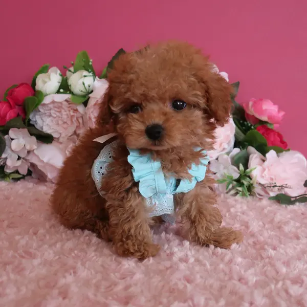 Born June 19th, an apricot girl, expected to be on the smaller side of teacup when fully grown. - Dogs direct from breeder | 中村美美 Breeder