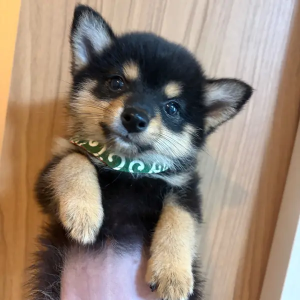 A Tiny Little Girl! - Dogs direct from breeder | 尾崎広美 Breeder