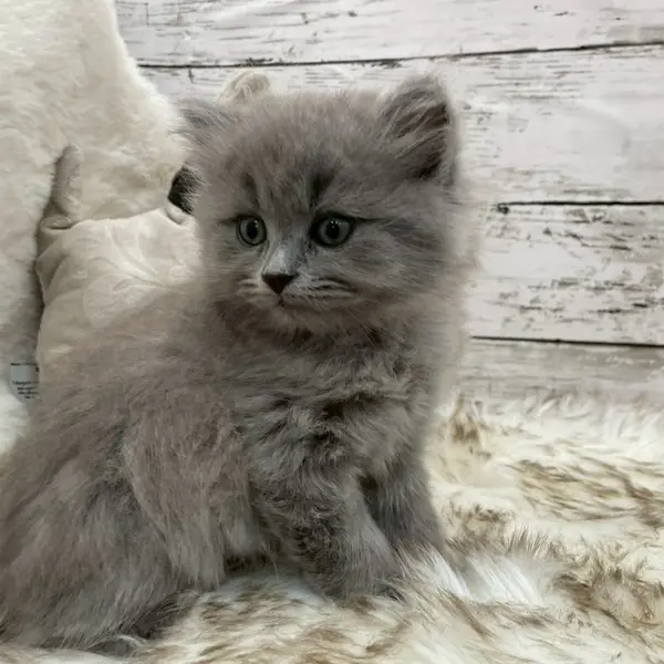 Tsukimi ♡ Both parents genetic test cleared ◎ Dad is a champion cat 🏅 - Image 3