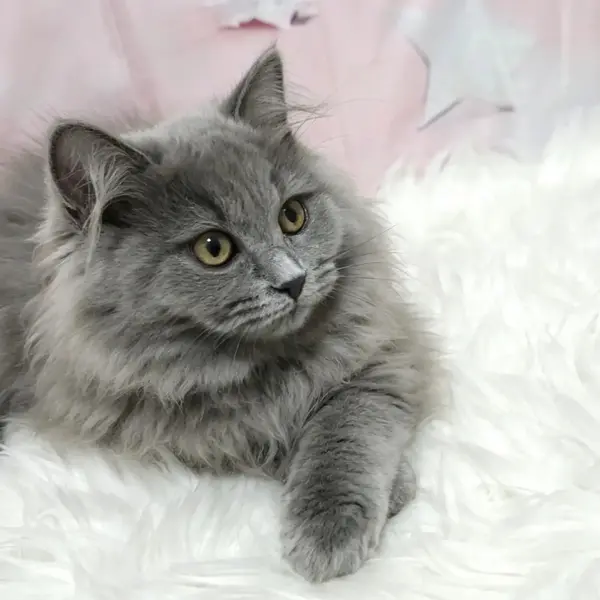 Tsukimi ♡ Both parents genetic test cleared ◎ Dad is a champion cat 🏅 - Cats direct from breeder | 山口靖弘 Breeder