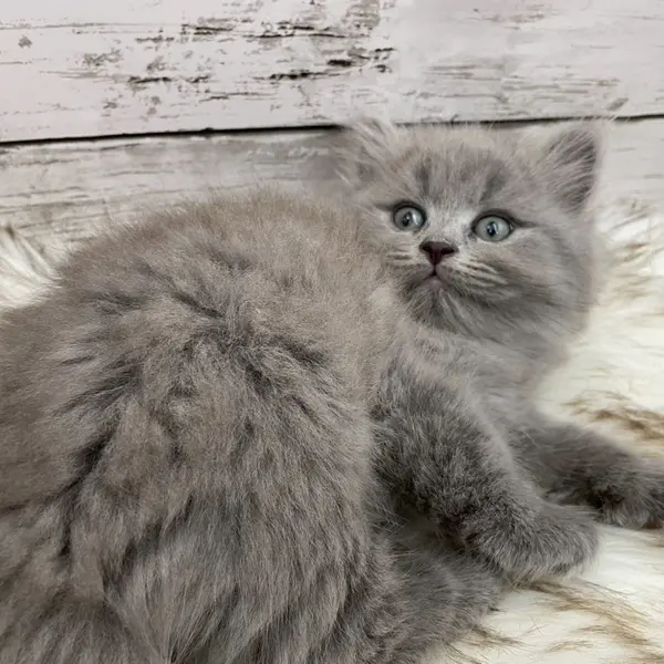 Tsukimi ♡ Both parents genetic test cleared ◎ Dad is a champion cat 🏅 - Image 2