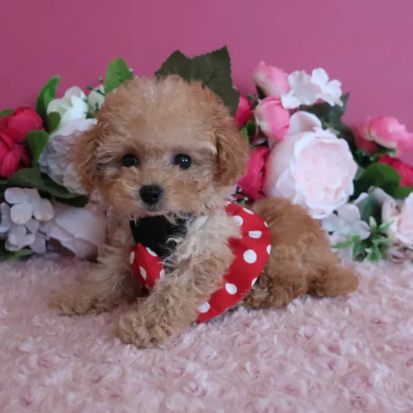 A girl born on June 21st, expected to be a micro teacup. - Dogs direct from breeder | 中村美美 Breeder