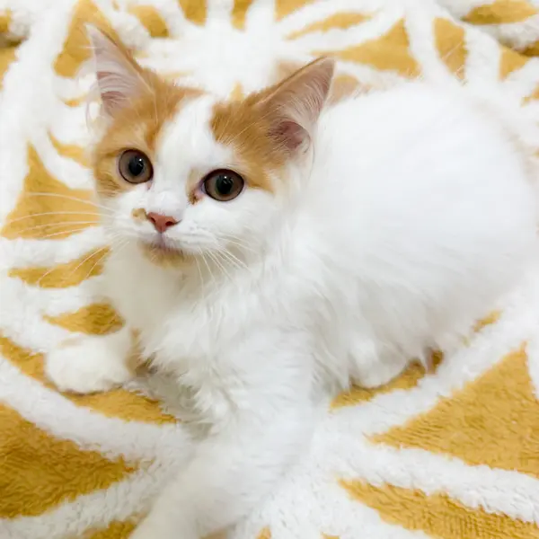 スコティッシュフォールド【男の子・2026年3月8日・レッド&ホワイト】立ち耳の愛らしい顔立ち - Cats direct from breeder | 中野功一朗 Breeder