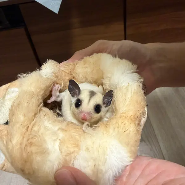 Sugar Glider [Born September 1, 2026 · Platinum & Leucistic] A Notable Color Morph of this Nocturnal Pet - Image 2