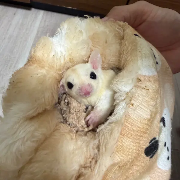 Sugar Glider [Born September 1, 2026 · Platinum & Leucistic] A Notable Color Morph of this Nocturnal Pet - Small Animals direct from breeder | 阿比留健太 Breeder