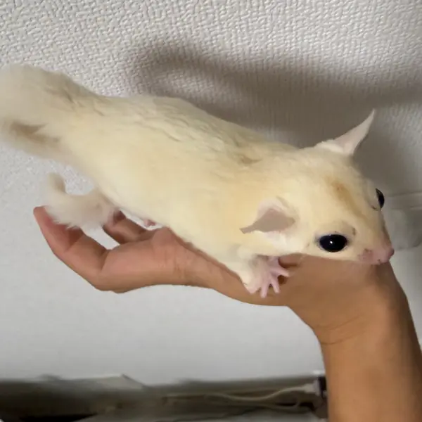 Sugar Glider [Born September 1, 2026 · Platinum & Leucistic] A Notable Color Morph of this Nocturnal Pet - Image 5