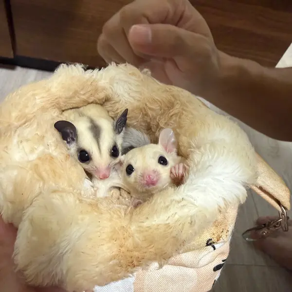 Sugar Glider [Born September 1, 2026 · Platinum & Leucistic] A Notable Color Morph of this Nocturnal Pet - Image 3