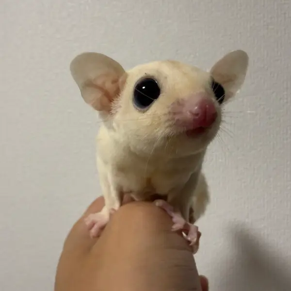 Sugar Glider [Born September 1, 2026 · Platinum & Leucistic] A Notable Color Morph of this Nocturnal Pet - Image 4