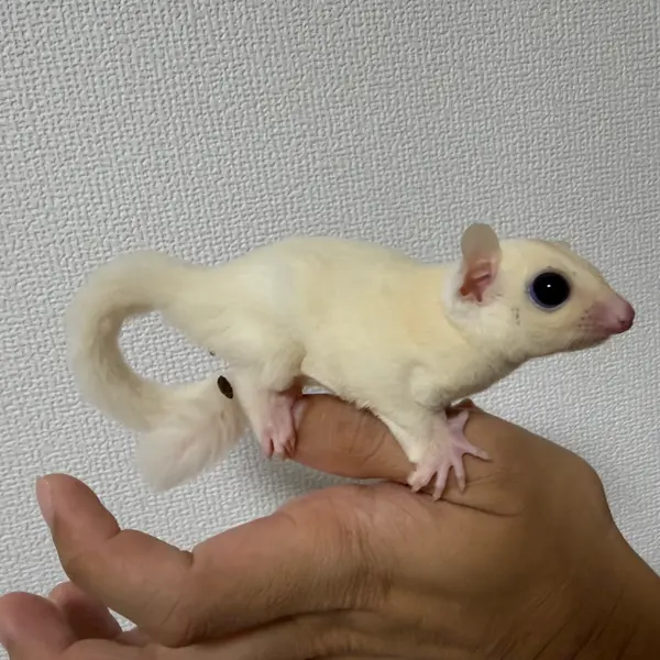 Sugar Glider [Born September 1, 2026 · Platinum & Leucistic] A Notable Color Morph of this Nocturnal Pet - Image 6