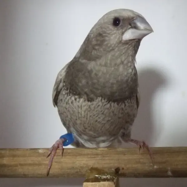 ヨーロッパ十姉妹パール　オス - 鳥のブリーダー直販 | 栗原広ブリーダー