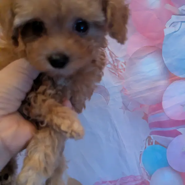 可愛さが止まりません