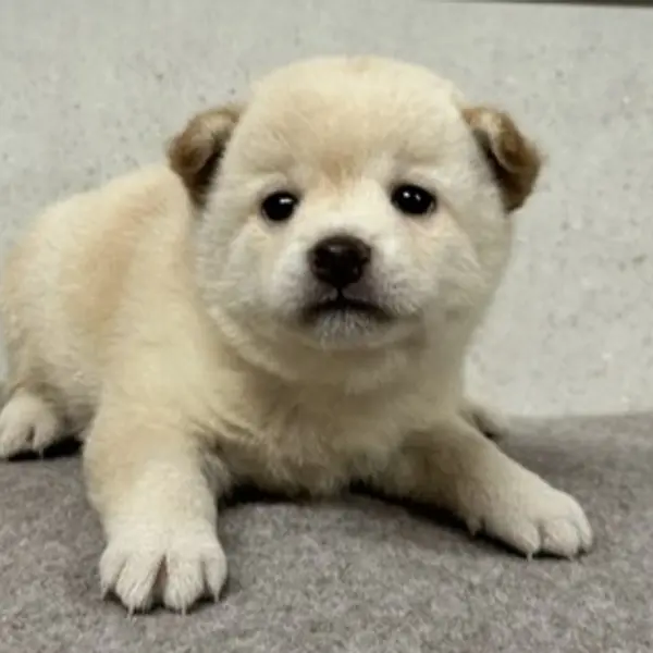 豆柴【女の子・2026年8月21日・白】すくすく成長した可愛い白毛 - 犬のブリーダー直販 | 金澤孝一ブリーダー