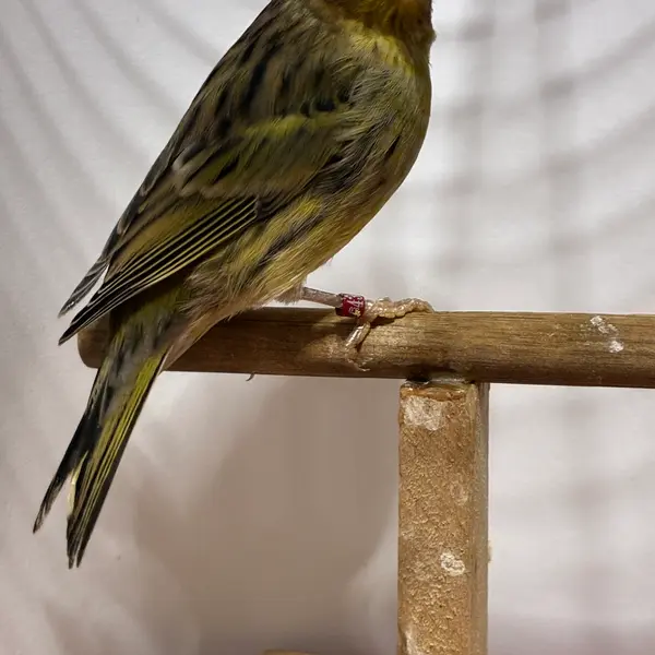 26年リング付き　ノジコカナリヤ　メス - 鳥のブリーダー直販 | 栗原広ブリーダー