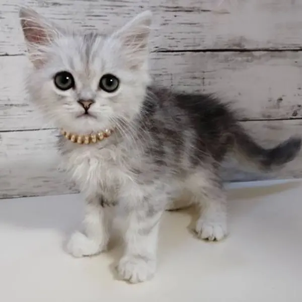 ミヌエット　シェーデッドシルバー　男の子 - Cats direct from breeder | 旦尾雅樹ブリーダー