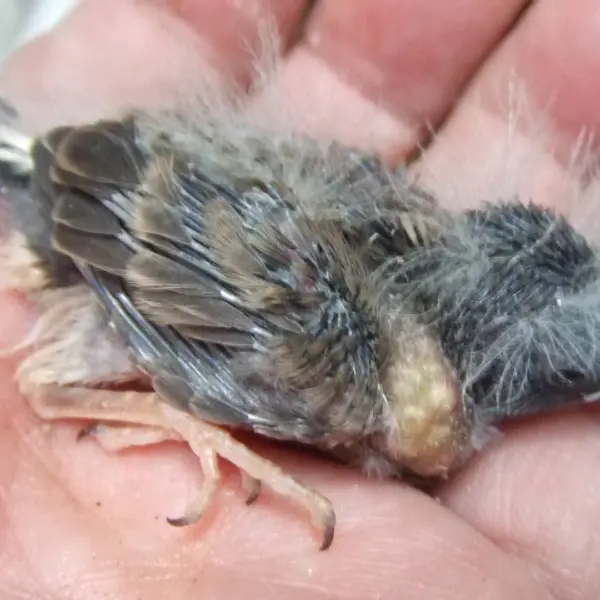 可愛い手乗りきんかちょう　ブラックチークヒナ - 鳥のブリーダー直販 | 栗原広ブリーダー