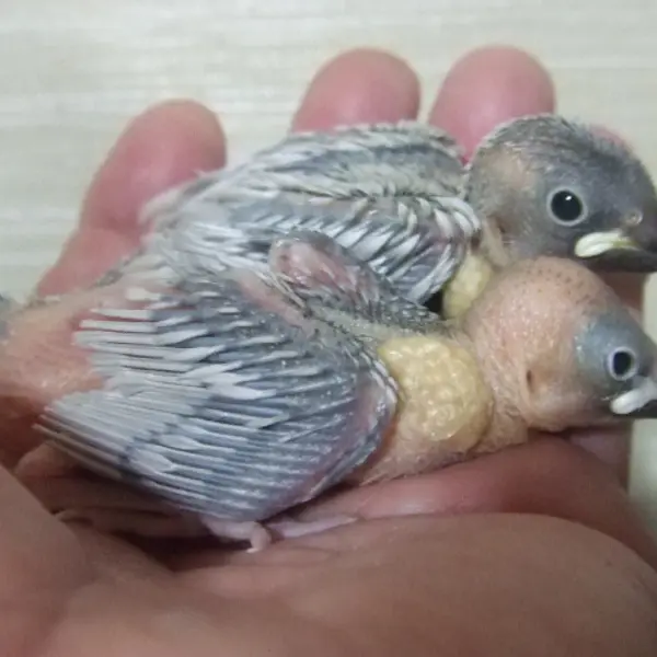手乗りシルバーぶんちょう　ヒナ生後2週間以上 - 鳥のブリーダー直販 | 栗原広ブリーダー