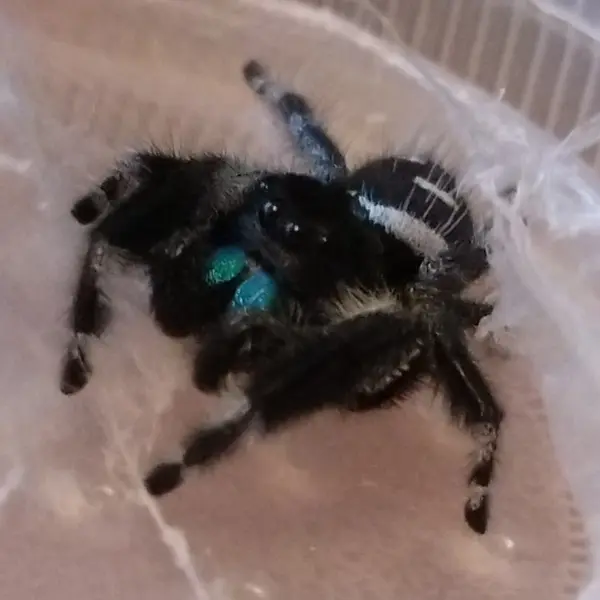 リーガルジャンピングスパイダー　雄　成体 - exotic-invertのブリーダー直販 | 市川恵理ブリーダー