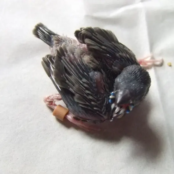 可愛い　手乗りブルーこきんちょう　ヒナ - 鳥のブリーダー直販 | 栗原広ブリーダー