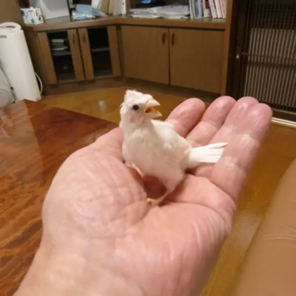 白十姉妹梵天手乗り - 鳥のブリーダー直販 | 大島守ブリーダー